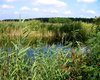 Wald Ungarn Große Anzahl aktueller Bauernhäuser, Bauernhöfe, Reiterhöfe, alte Mühlen - hier finden auch Sie IHR Bauernhaus, Bauernhof, Reiterhof oder alte Mühle!