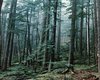 Wald Motten Große Anzahl aktueller Bauernhäuser, Bauernhöfe, Reiterhöfe, alte Mühlen - hier finden auch Sie IHR Bauernhaus, Bauernhof, Reiterhof oder alte Mühle!